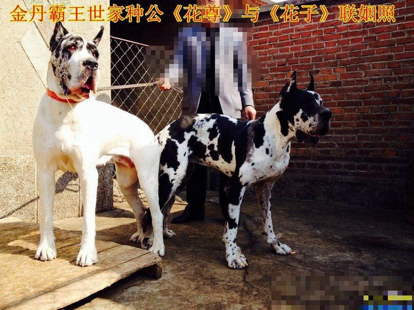 国内最好的大丹犬舍