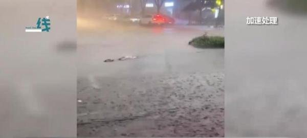 实拍四川暴雨:大鱼游上街头乱窜 这是咋情况？