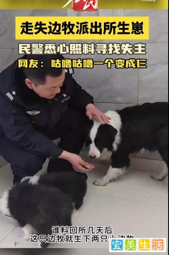 1只边牧被救咕噜咕噜变3只