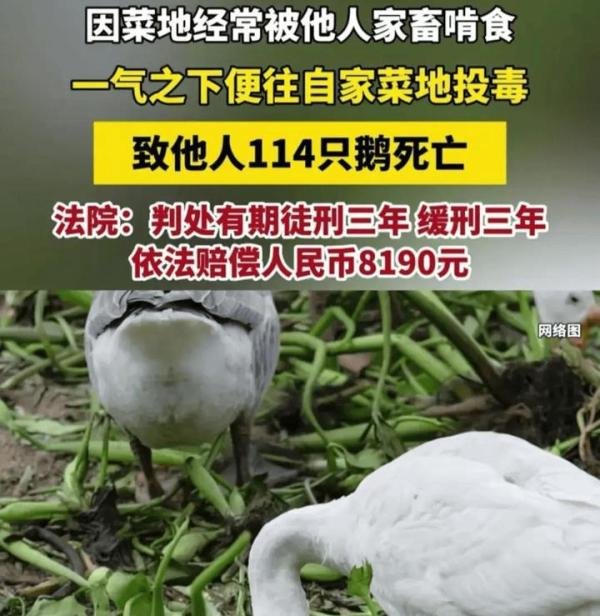 为出气一男子往自家菜地投毒，致他人114只鹅死亡，法院判了！