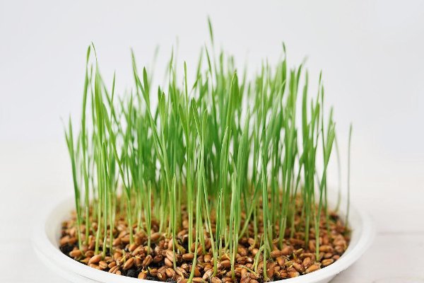 小麦因下雨发芽怎么办