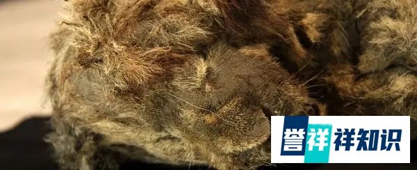 保存完好！西伯利亚发现4万年前幼狮化石，另一只冰冻2.8万年幼狮仍栩栩如生