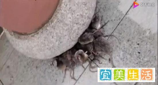 江西消防:近百只老鼠凉亭躲雨