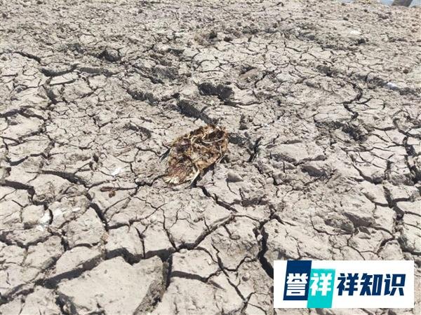 今年高温多严重？洞庭湖旱灾致大量鱼类被困死亡 一个月内经历沧海桑田