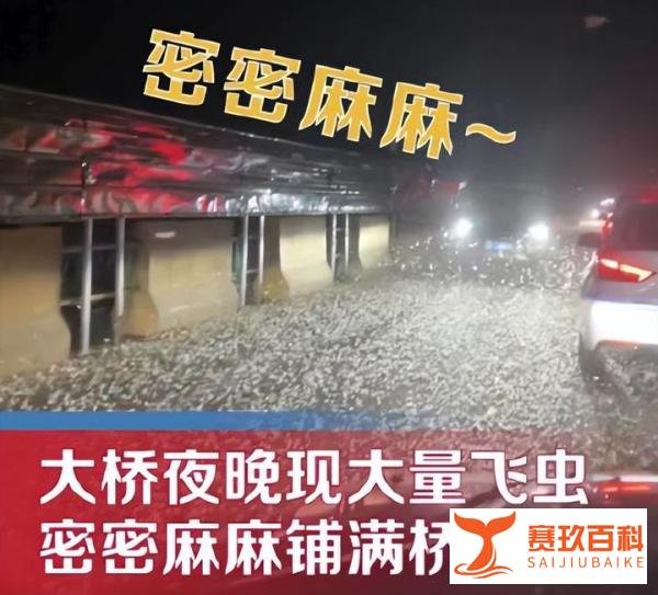 河南信阳一大桥夜晚出现不明飞虫引起公众猜测和热议