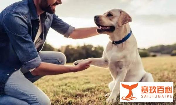 代表建议明确伤人犬只饲养者刑责