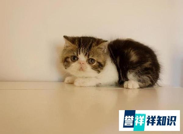 虐猫男子被200名网友“送花圈”，家中只有70岁老人，这难道不是暴力的延续？