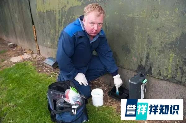 (转载)英国现60厘米长巨大老鼠 鼠药已对其无效化