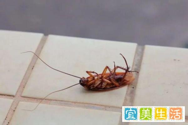家里的为什么平时打蟑螂很难打中?主要就是这个原因!
