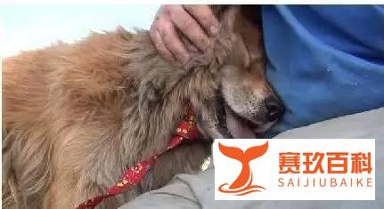 【萌宠】我愿意在这等你十年！只为你