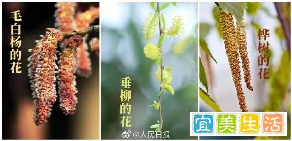 赏花又怕花？困扰超2亿中国人的过敏，该如何面对