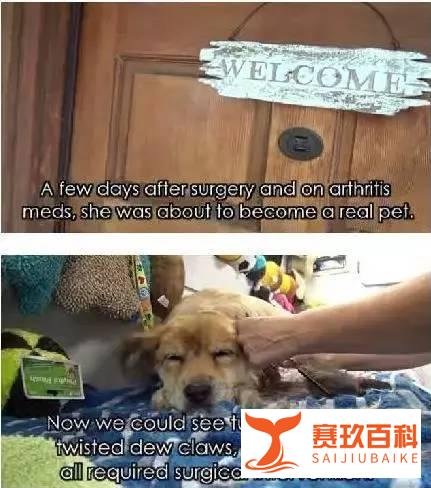 【萌宠】我愿意在这等你十年！只为你