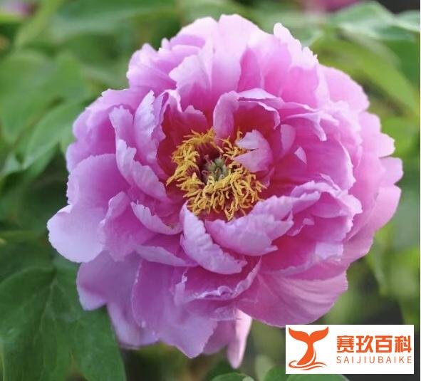 削足适履、杀头便冠《淮南子·说林训》