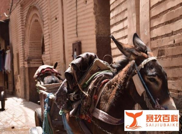 摩洛哥当局已禁止所有来自中国的人进入该国