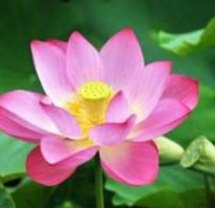 花圣是荷花的别称？