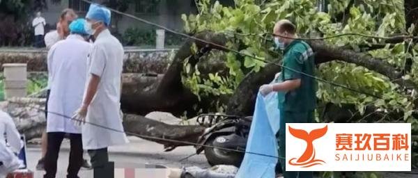 广西大学大树倾倒教师疑被砸身亡，学校回应：确有此事，正在处理
