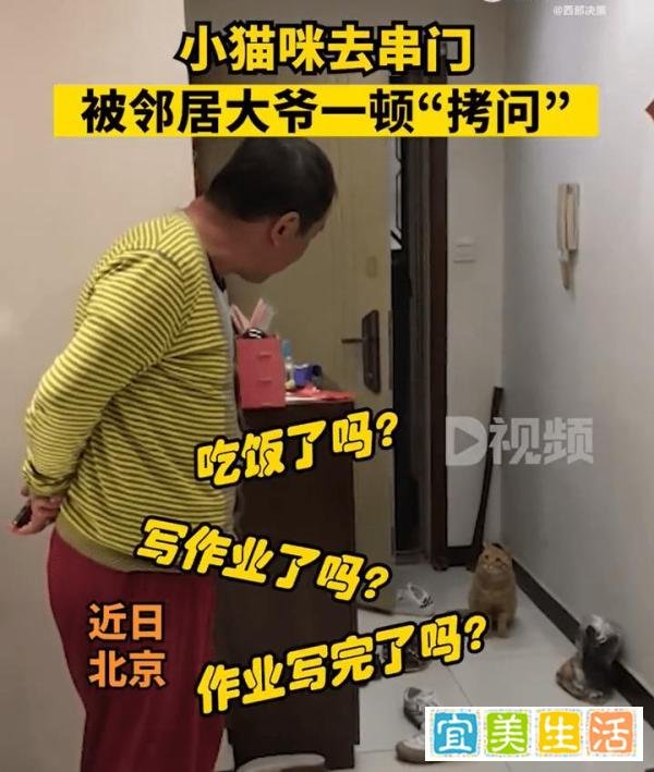 小猫串门遇大爷灵魂拷问