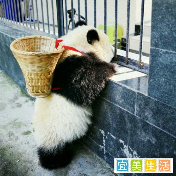 荷兰人感慨：我国花16年时间才借到熊猫，英国反而将熊猫送回中国