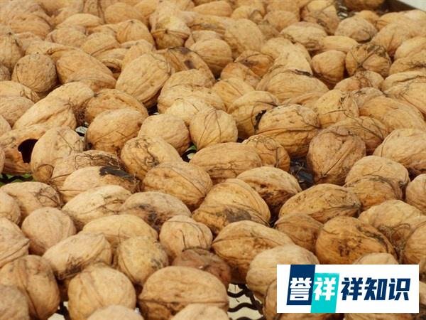 寻渔记丨核桃价格创新低怎么回事 核桃价格为何创新低原因是什么现在售价多少