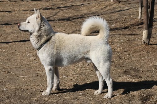 丰山犬一般多少钱一只
