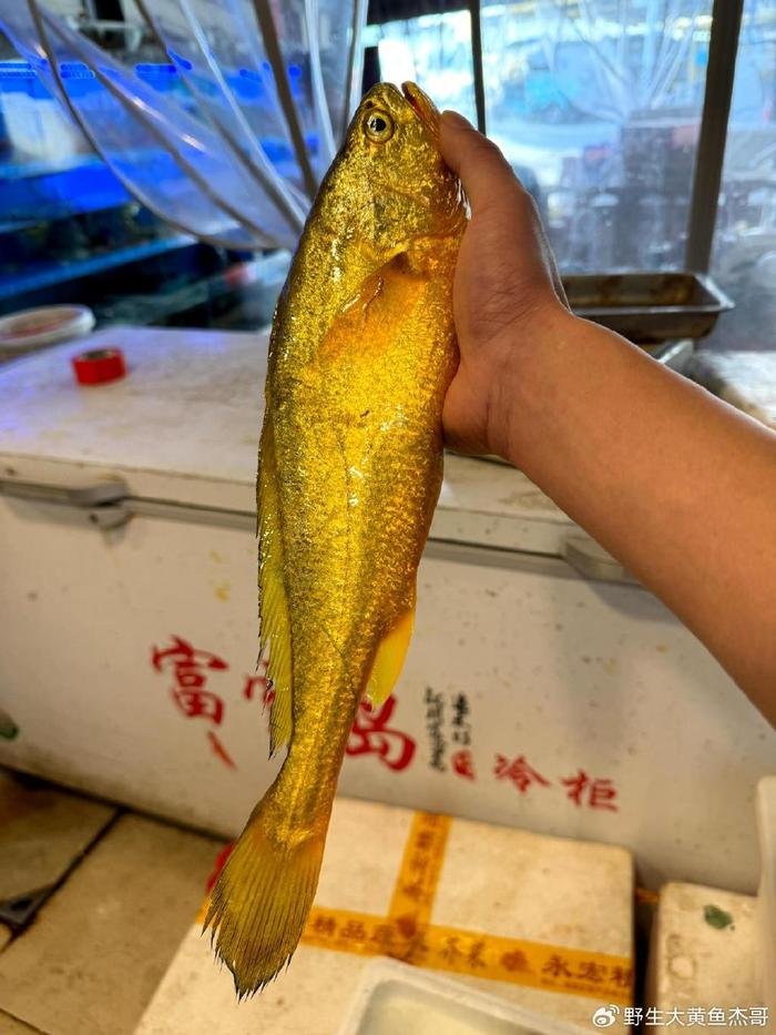野生黄鱼多少一斤