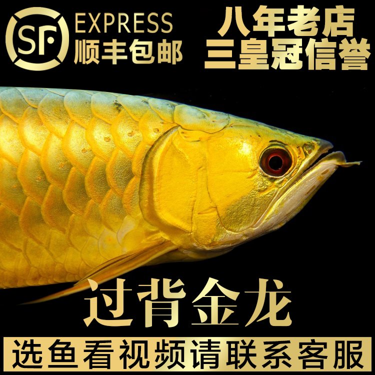 高背金龙价格