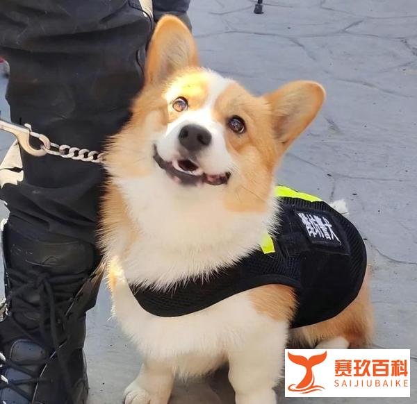 柯基考上山东公务员了：全国第一只带编制的柯基