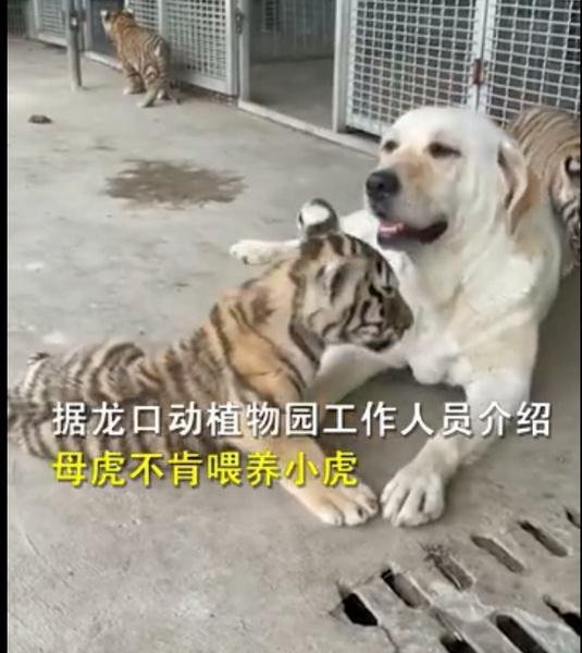 母虎不喂养小老虎 狗狗成奶妈 这是咋情况？