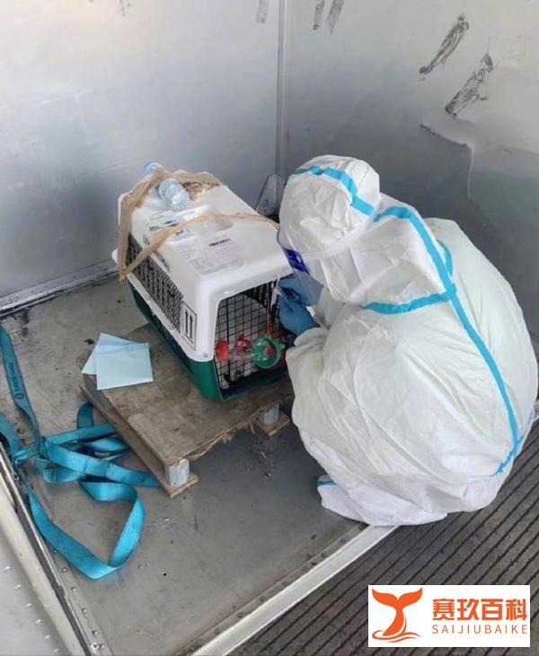 李紫婷爱犬托运过程死亡,在机场痛哭八小时,泰航回应:正在调查