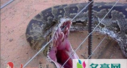 四川挖出50米大蟒蛇是真的吗，世界上最大的蟒蛇有多长