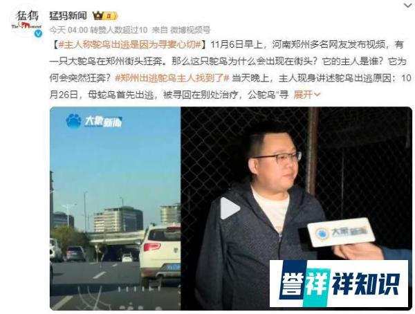 郑州鸵鸟出逃大结局 主人现身致歉：母鸵鸟首先出逃 公鸵鸟“寻妻心切”网友:为爱不顾一切