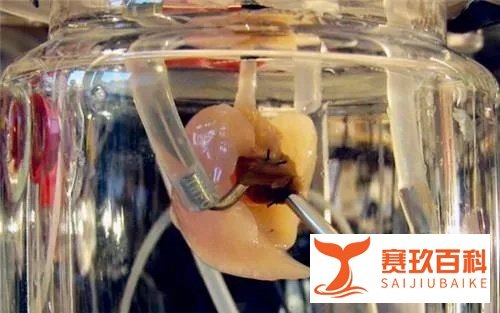 日本成功研发出小型人工肺，抗疫征途中的又一大突破！