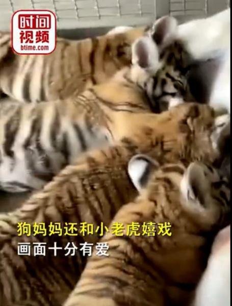 母虎不喂养小老虎 狗狗成奶妈 这是咋情况？