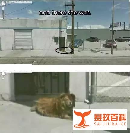 【萌宠】我愿意在这等你十年！只为你