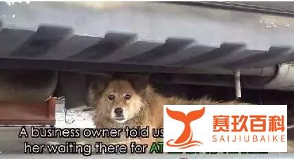【萌宠】我愿意在这等你十年！只为你