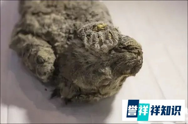 保存完好！西伯利亚发现4万年前幼狮化石，另一只冰冻2.8万年幼狮仍栩栩如生