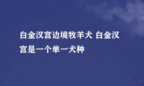 白金汉宫边境牧羊犬 白金汉宫是一个单一犬种