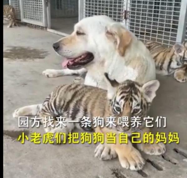 母虎不喂养小老虎 狗狗成奶妈 这是咋情况？