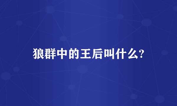 狼群中的王后叫什么?