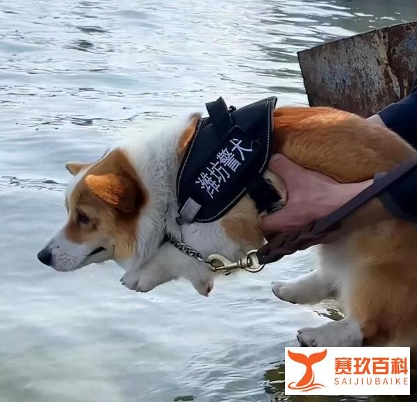 柯基考上山东公务员了：全国第一只带编制的柯基