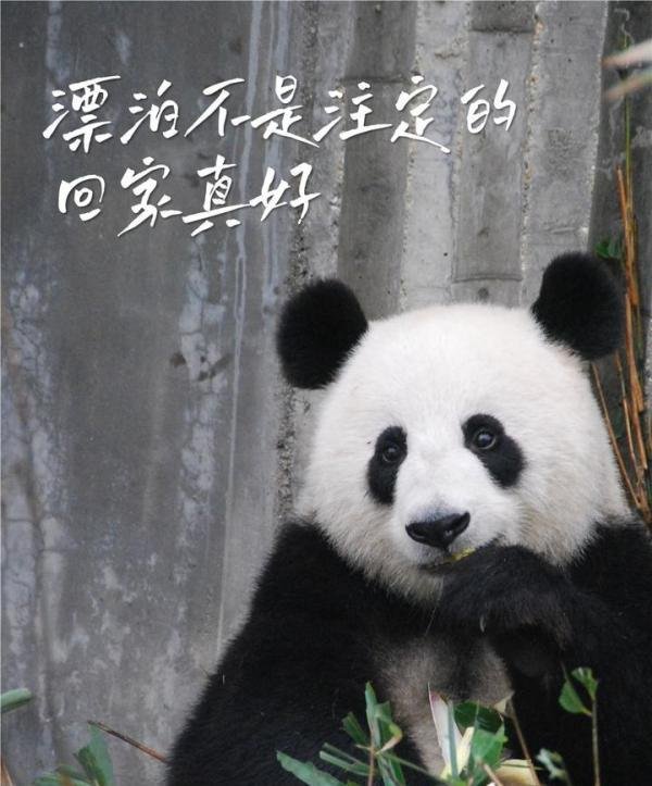 欢迎回家!幸福的丫丫一到机场就收到了竹子
