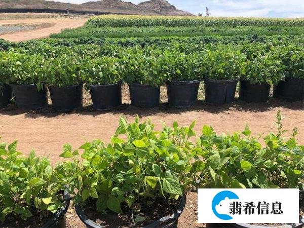 在美国的农民和农场主一年可以赚多少钱呢？