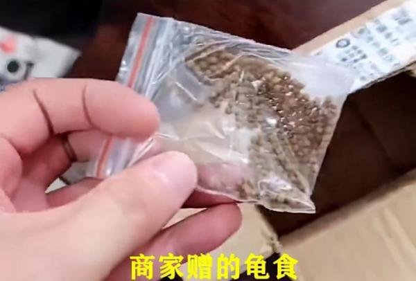 乌龟从湖南快递到东北冻成乌龟干（白白搭上两个小生命）