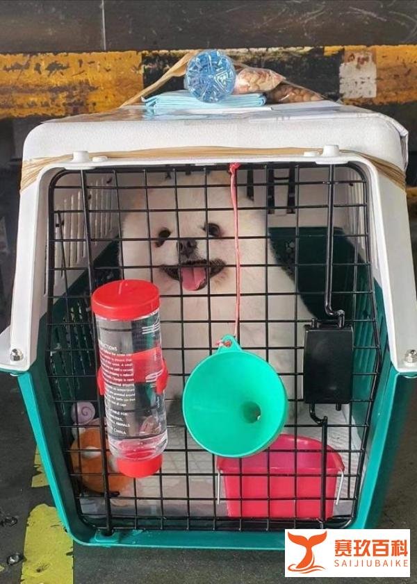 李紫婷爱犬托运过程死亡,在机场痛哭八小时,泰航回应:正在调查