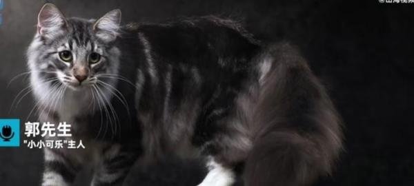 名贵猫王后代被医院误做绝育，医院称客户没交代清楚不算医疗事故