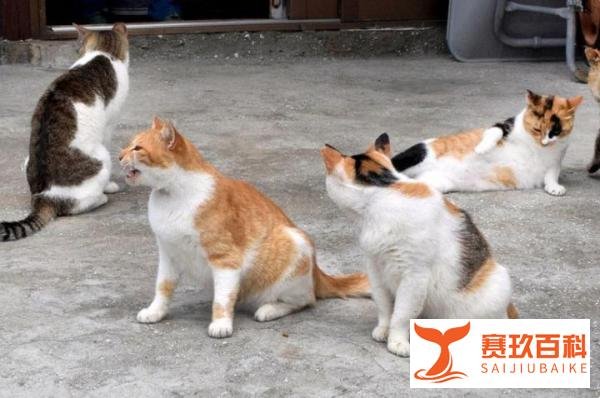 日本“猫岛”60多只猫咪的非自然死亡之谜解开了……