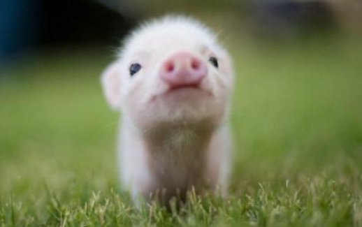 piggy和pig的区别是什么？