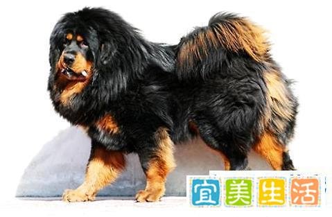 鬼獒和藏獒哪个厉害? 鬼獒pk藏獒