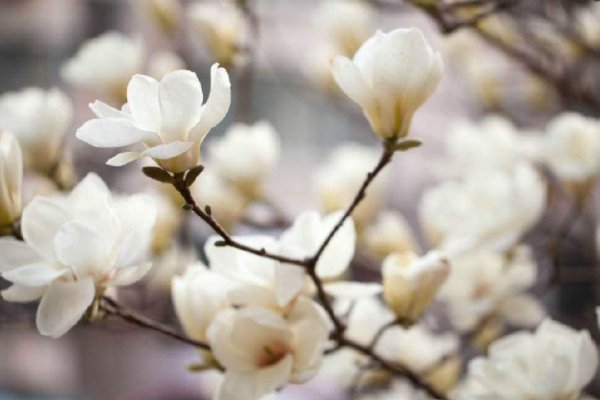 明·睦石《玉兰》 霓裳片片晚妆新，束素亭亭玉殿春。 已向丹霞生浅晕，故将清露作芳尘。是什么意思？