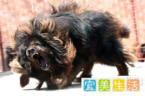 鬼獒和藏獒哪个厉害? 鬼獒pk藏獒